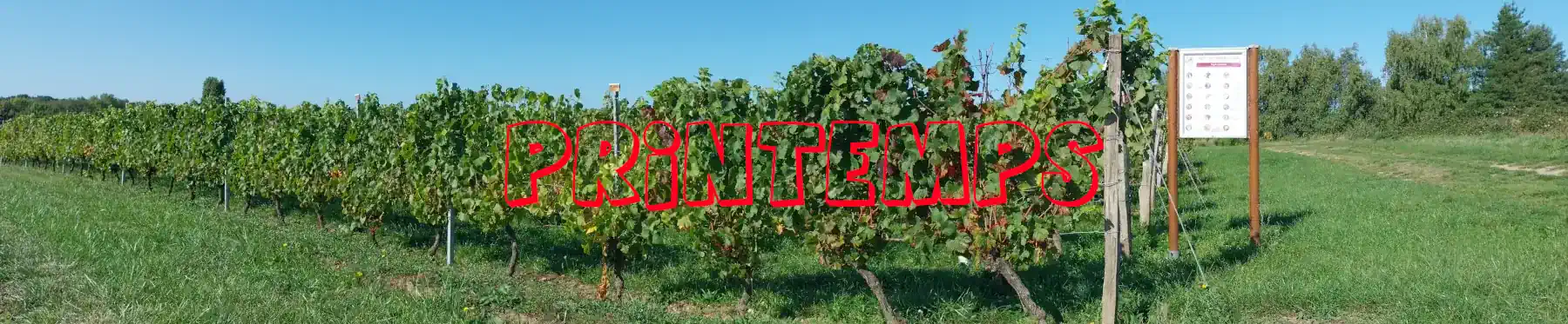 Vignes au printemps