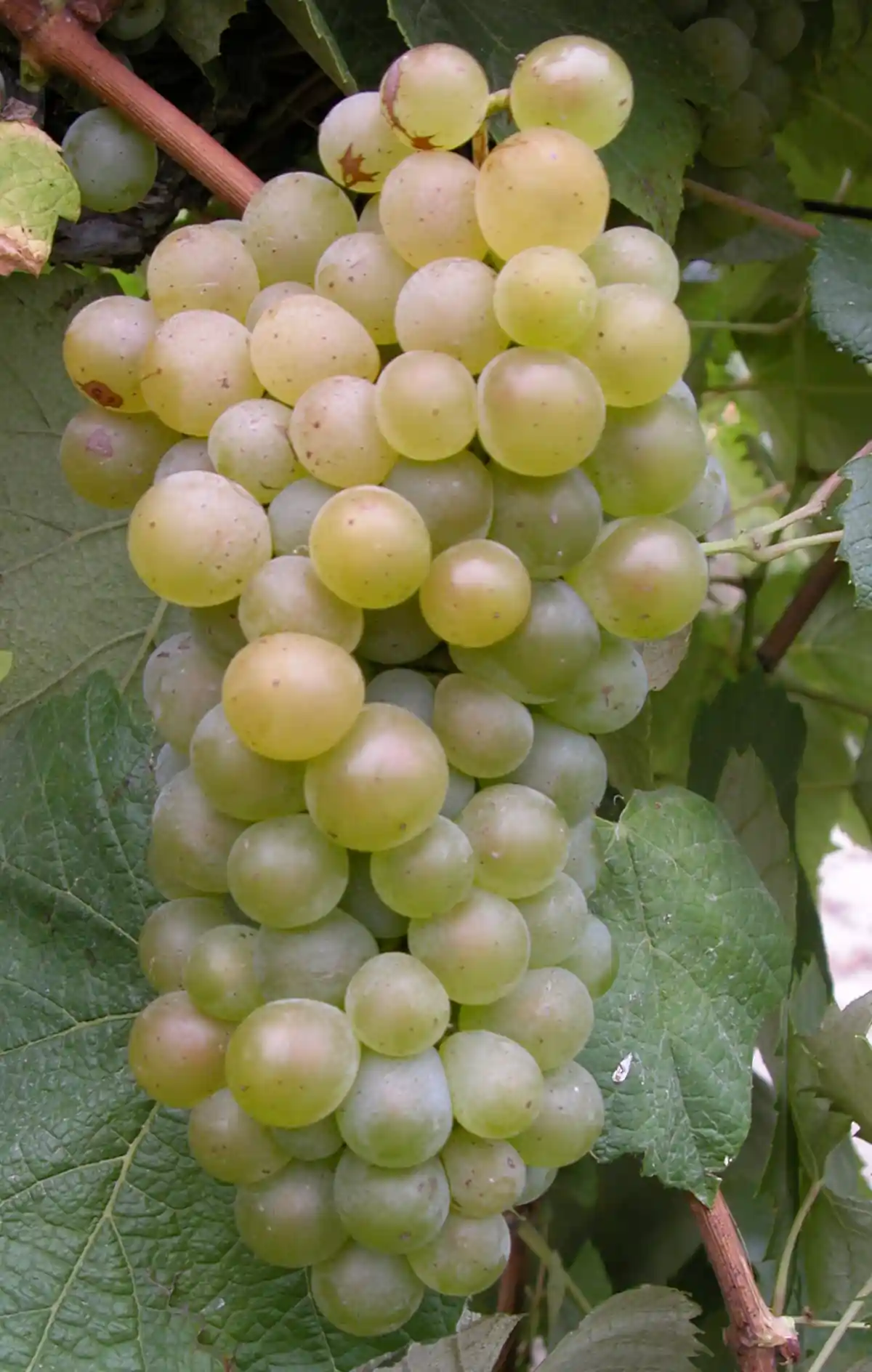 Baco blanc grappe