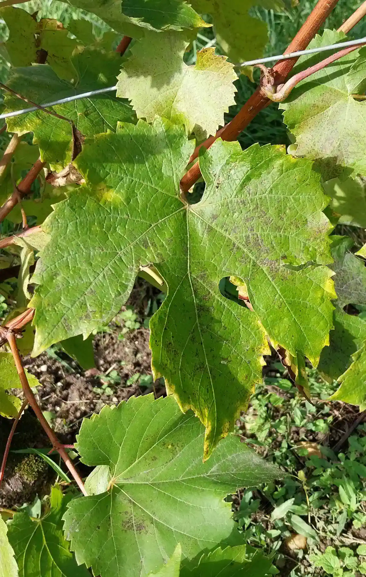 Feuille de Chasselas