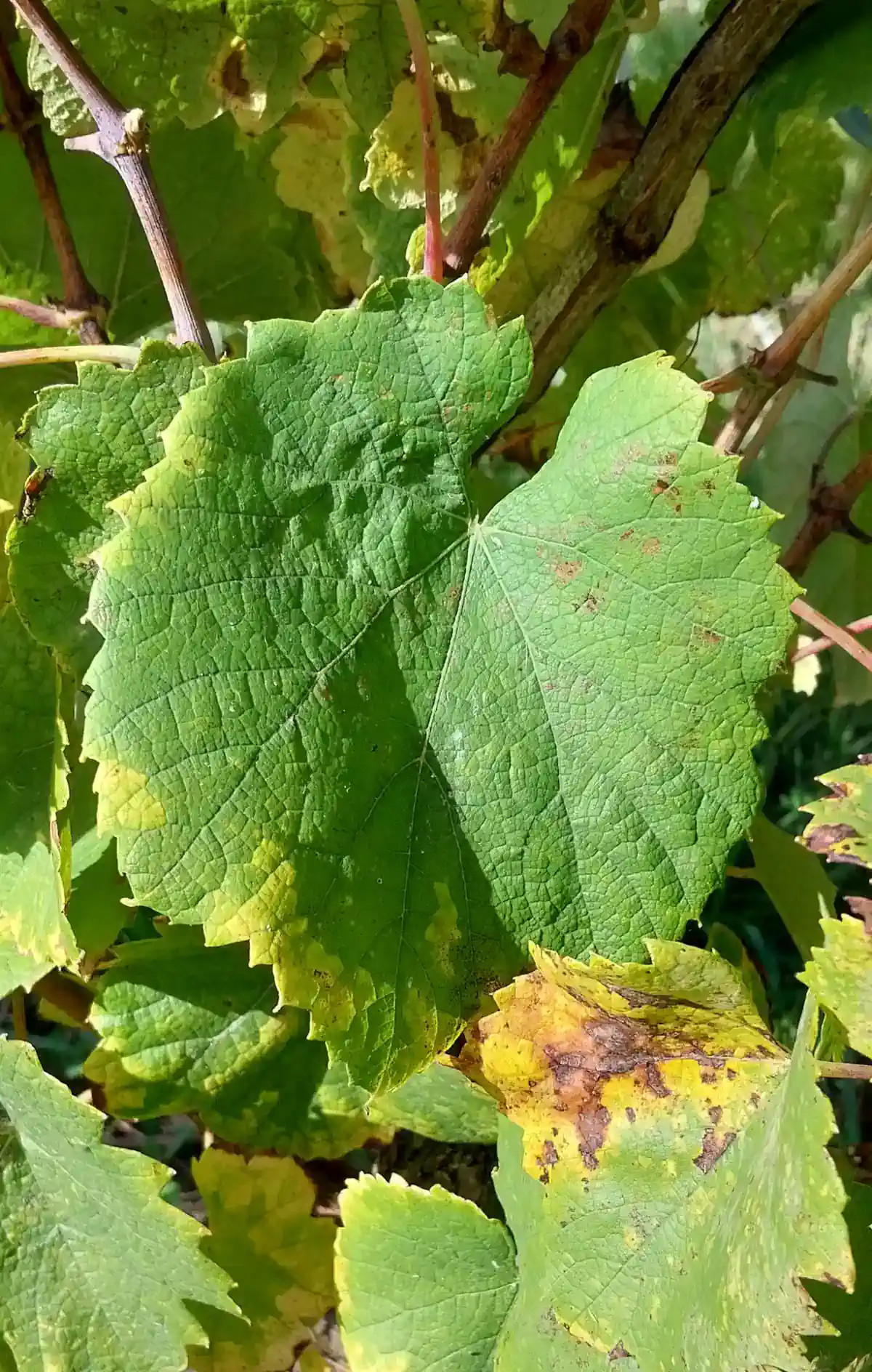Feuille de Chenin
