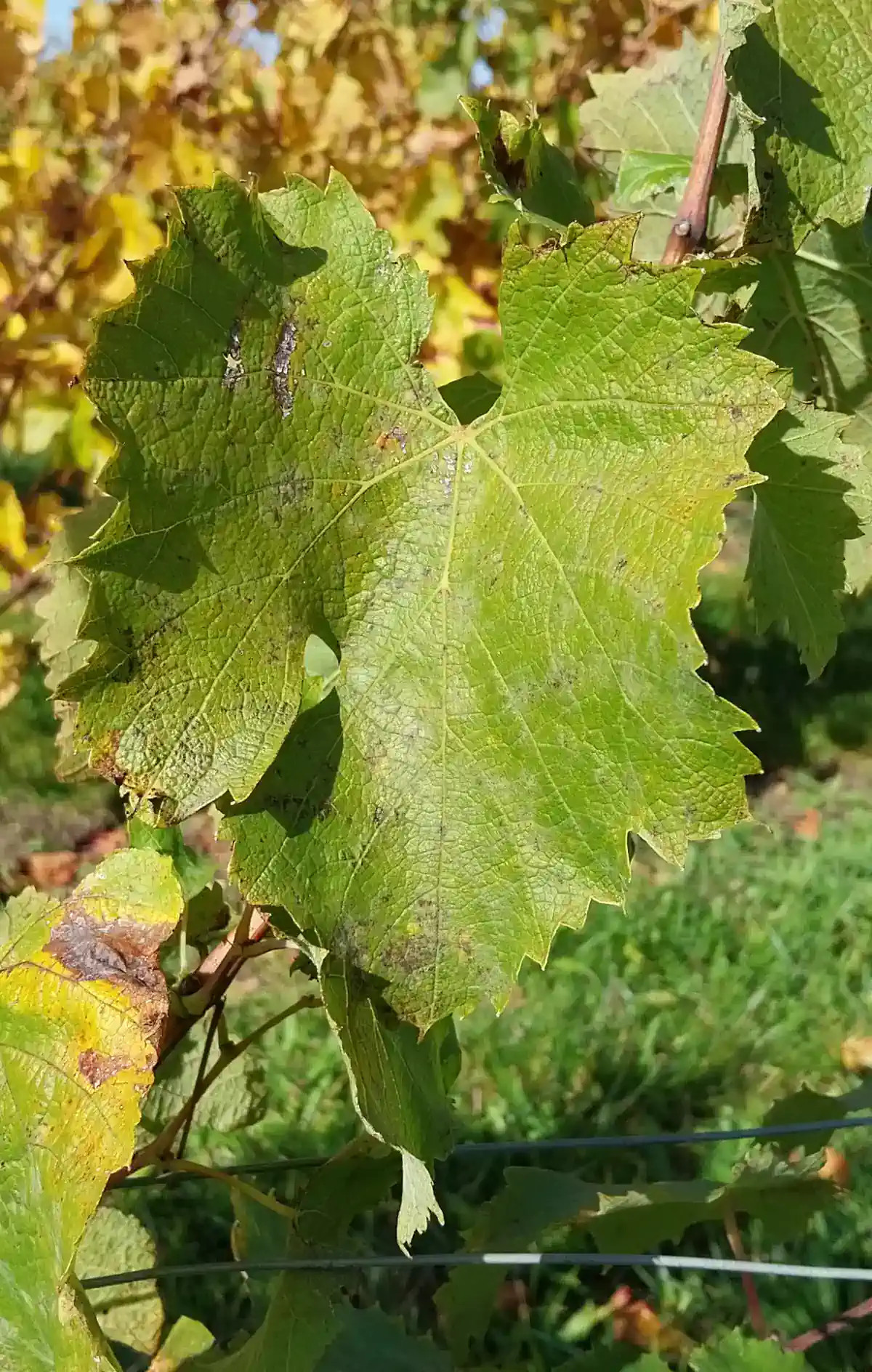 Feuille de Grolleau gris