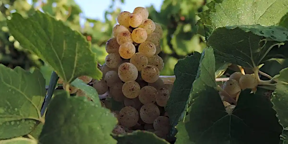 Vignoble de Melon de Bourgogne