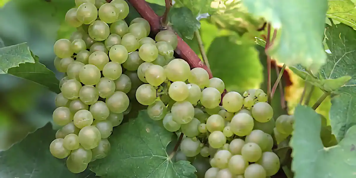 Vignoble de Petit Meslier