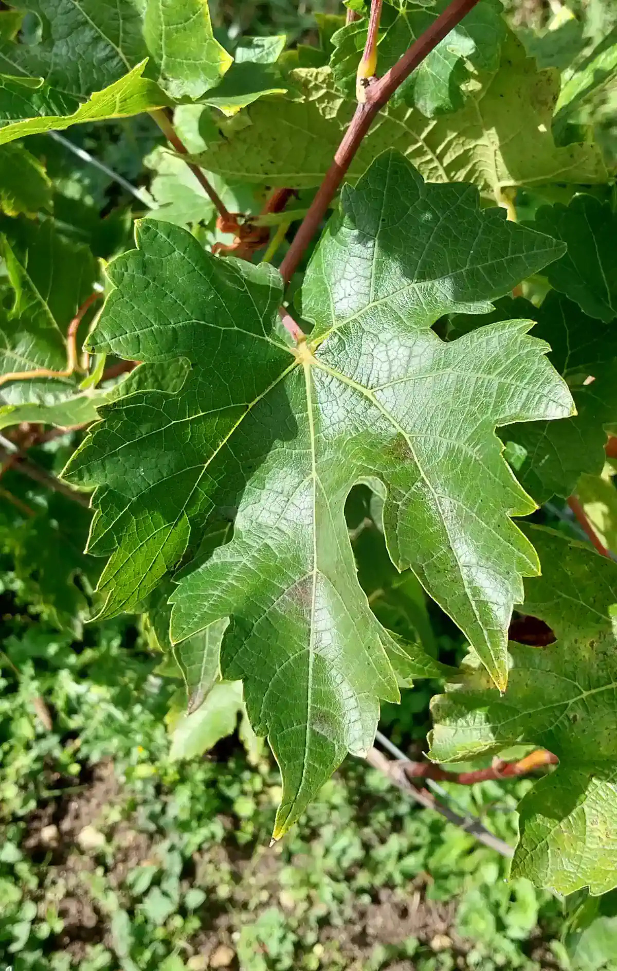 Grappe de Rayon d'Or