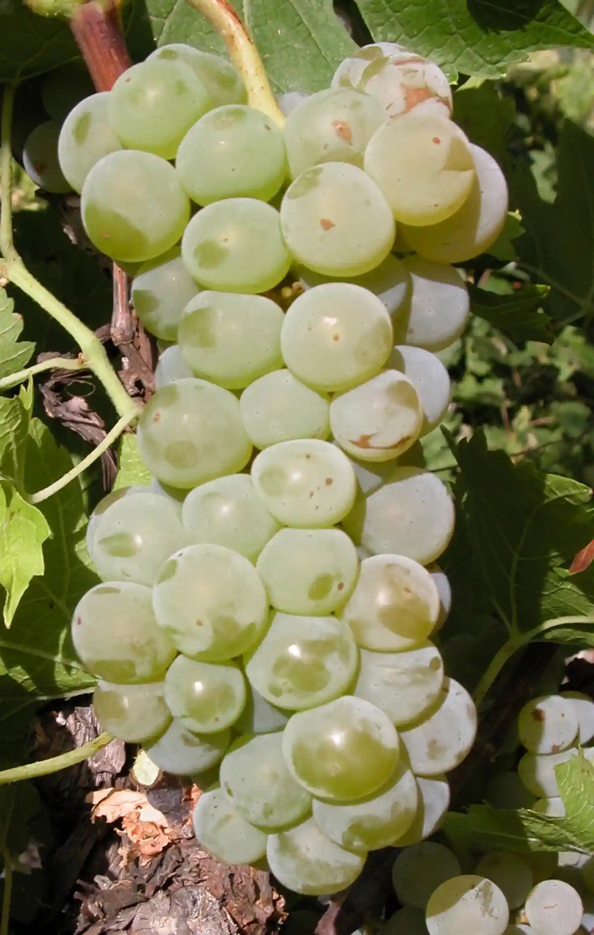 Grappe de Rayon d’Or