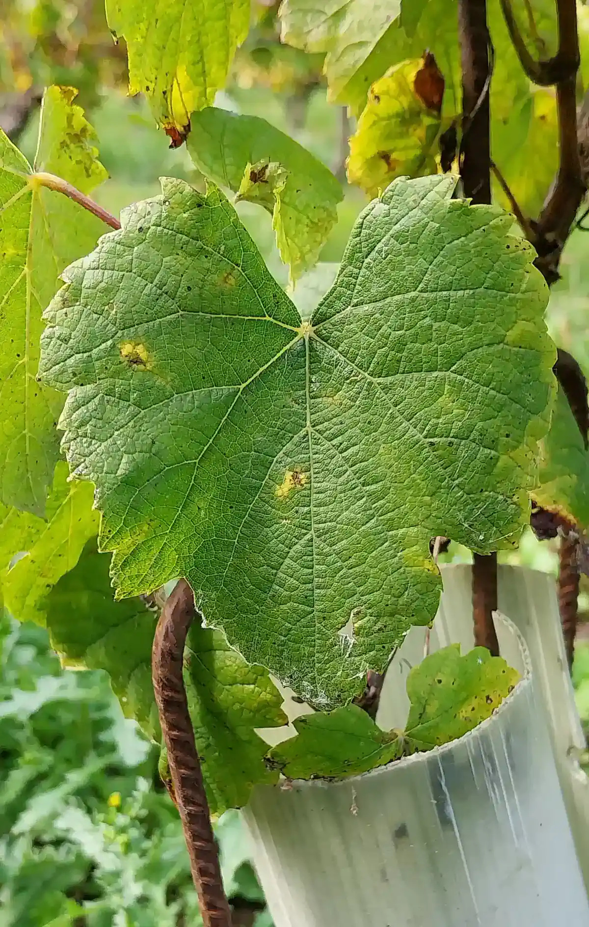 Feuille de Romorantin