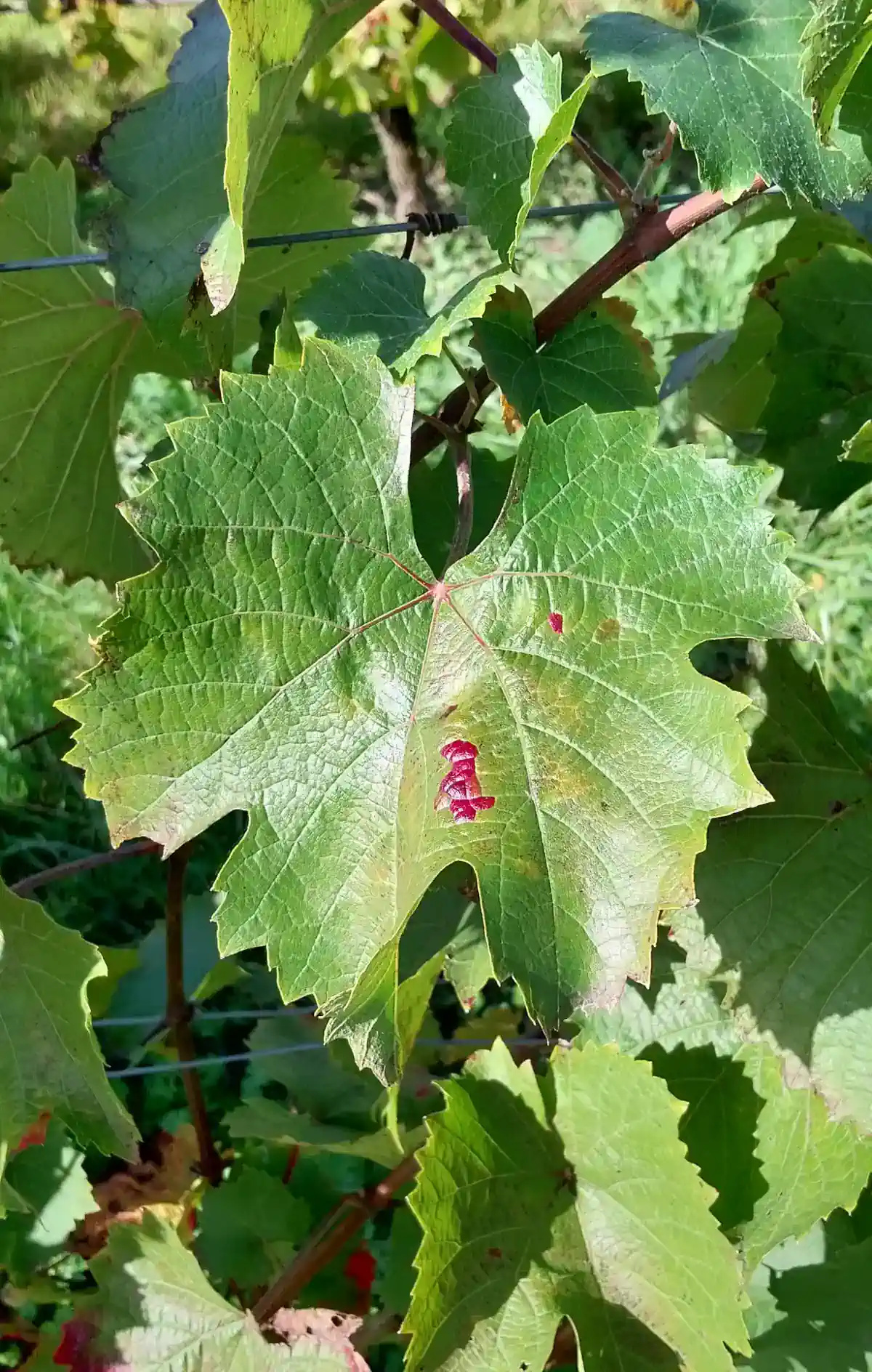 Feuille de Seibel 5455