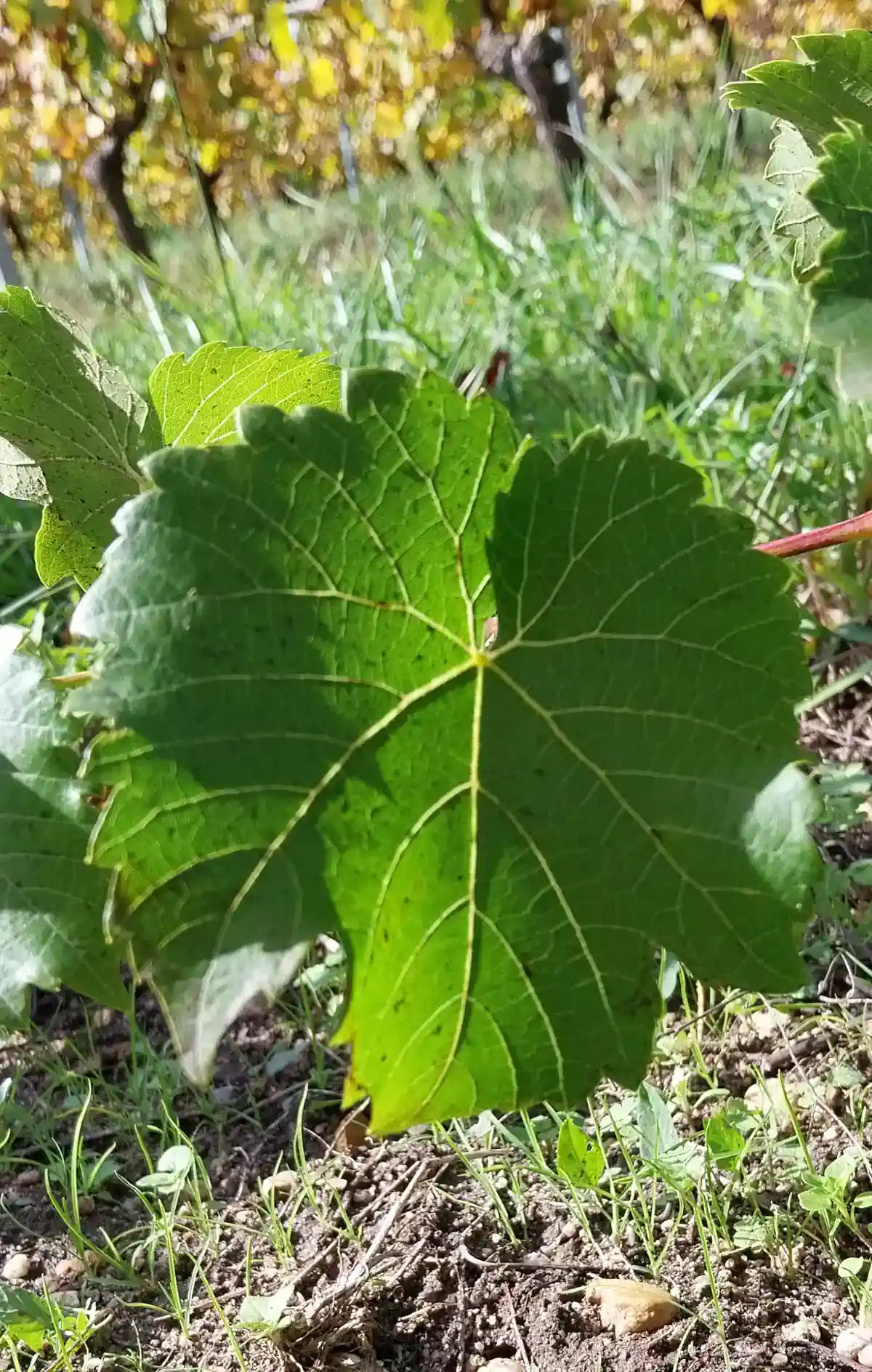 Feuille de Rayon d'Or