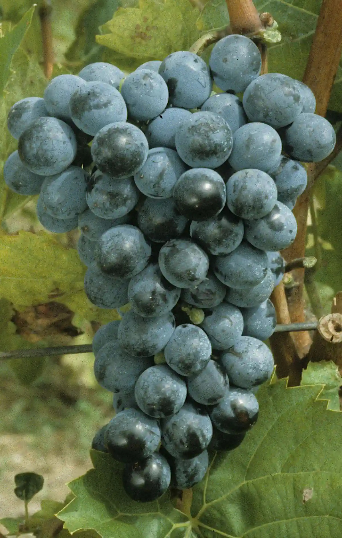 Grappe de Seyve-Villard