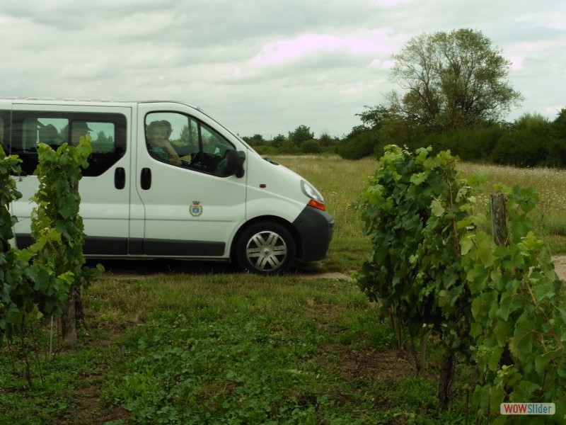 Arrivée des bus dans les vignes...