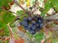 2015_vendanges_04