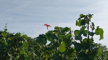 Vignobles de Chécy en ete