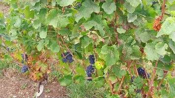 Vignobles de Chécy en ete