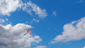 Vignobles de Chécy en ete