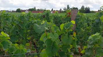 Vignobles de Chécy en ete