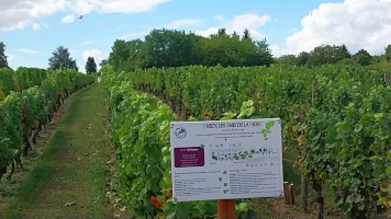 Vignobles de Chécy en ete