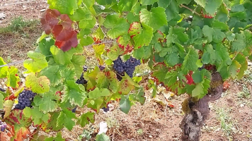 Vignobles de Chécy en ete