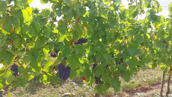 Vignobles de Chécy en ete