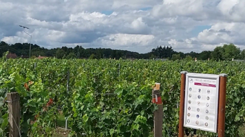 Vignobles de Chécy en ete
