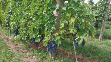 Vignobles de Chécy en ete