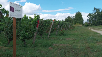 Vignobles de Chécy en ete
