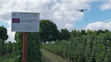 Vignobles de Chécy en ete