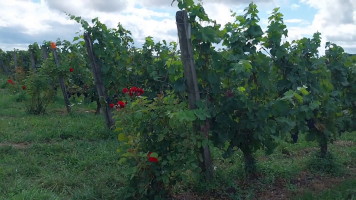 Vignobles de Chécy en ete