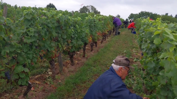 Vignobles de Chécy en ete