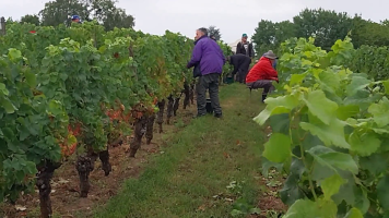 Vignobles de Chécy en ete