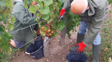 Vignobles de Chécy en ete