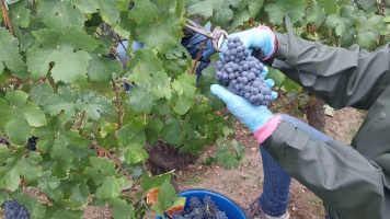 Vignobles de Chécy en ete