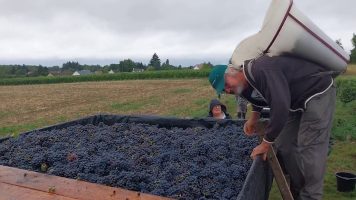 Vignobles de Chécy en ete