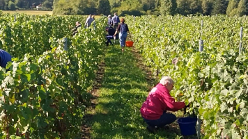 Vignobles de Chécy en automne