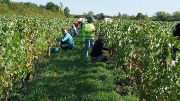 Vignobles de Chécy en automne