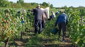 Vignobles de Chécy en automne