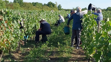 Vignobles de Chécy en automne