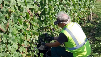 Vignobles de Chécy en automne