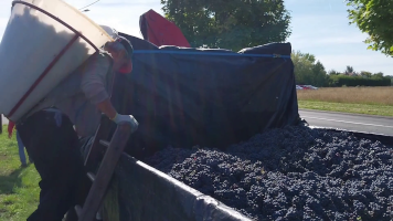 Vignobles de Chécy en automne