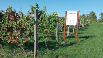 Vignobles de Chécy en automne