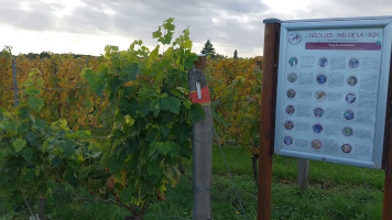 Vignobles de Chécy en automne