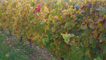 Vignobles de Chécy en automne