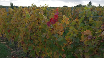 Vignobles de Chécy en automne