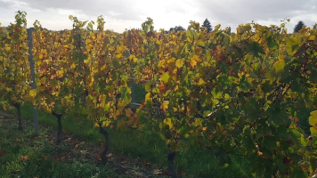 Vignobles de Chécy en automne