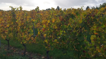 Vignobles de Chécy en automne