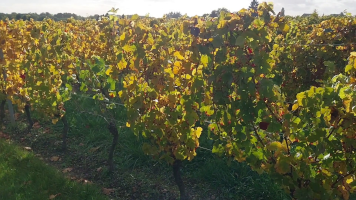 Vignobles de Chécy en automne