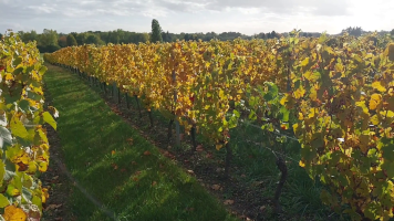 Vignobles de Chécy en automne