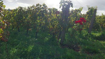 Vignobles de Chécy en automne