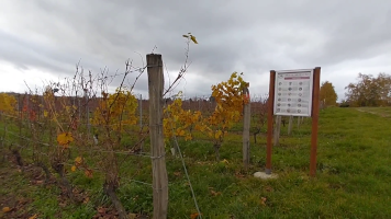 Vignobles de Chécy en automne