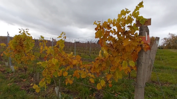 Vignobles de Chécy en automne