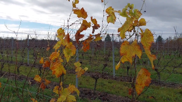 Vignobles de Chécy en automne
